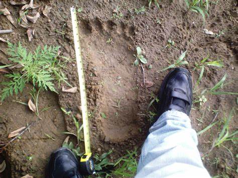 Sasquatch-A-Walk-In